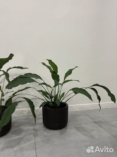 Спатифиллум женское счастье цветы