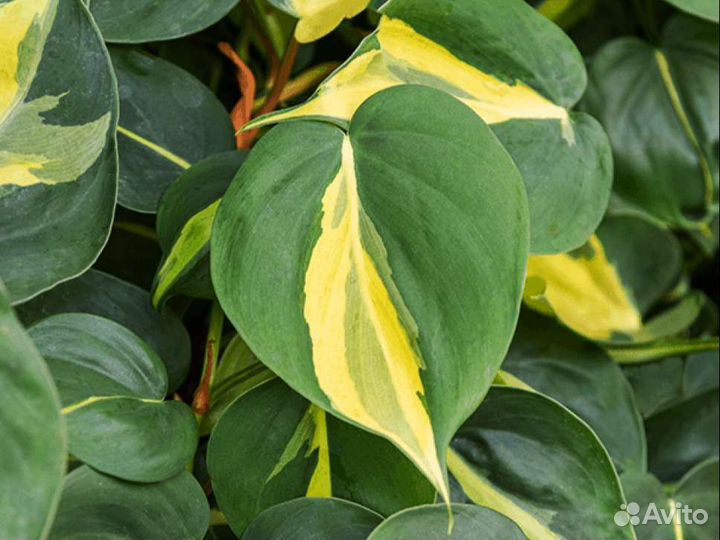 Филодендрон Бразил