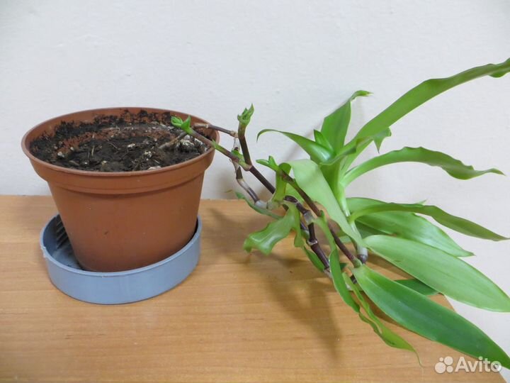 Излишки золотой ус