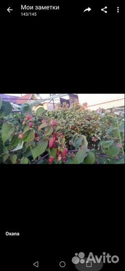 Продаю сортовую малину