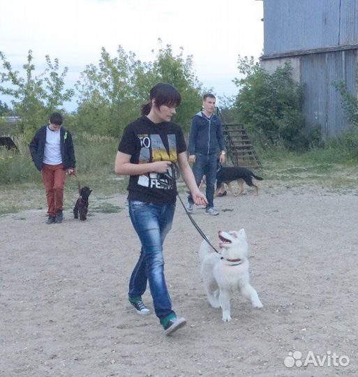 Дрессировка собак в Клубе Служебного Собаководства