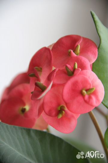 Молочай Миля