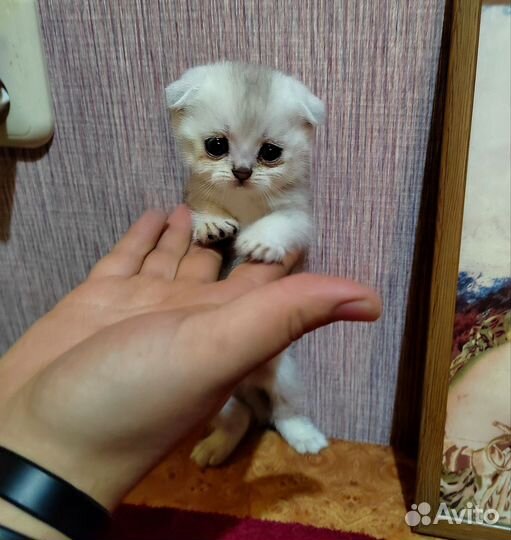 Шотландская вислоухая