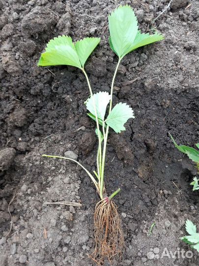 Усы клубники Азия