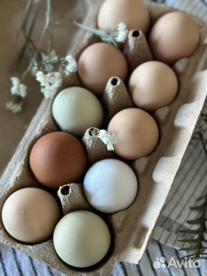 Домашние куриные яйца