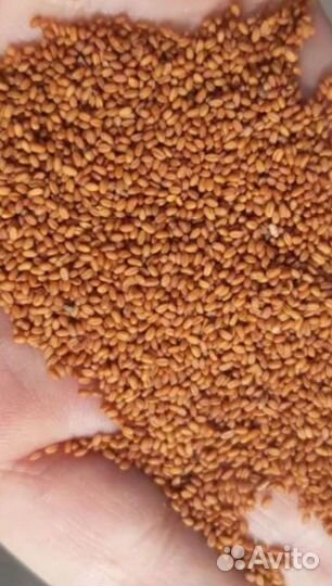 Рыжик семена масло рыжика