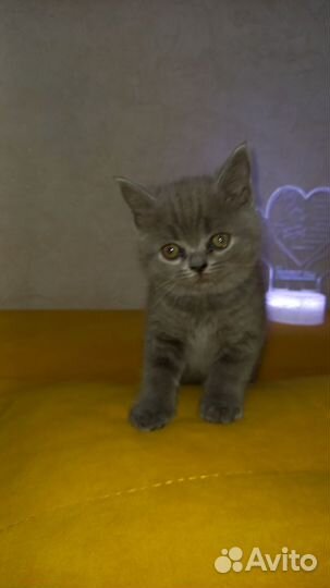 Шотландские котята