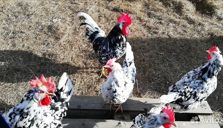 Леггорн пятнистый Яйцо инкубационное