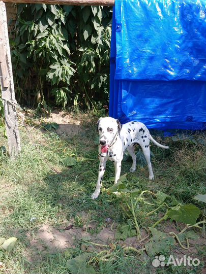 Далматинец