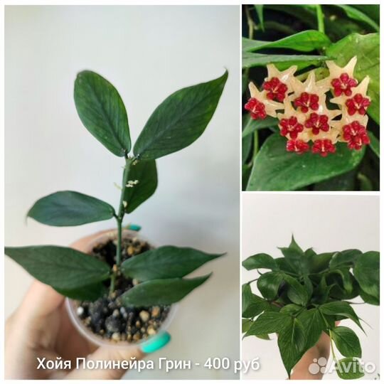 Хойя, разные сорта