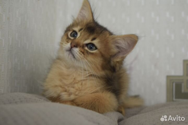 Сомалец - голубец