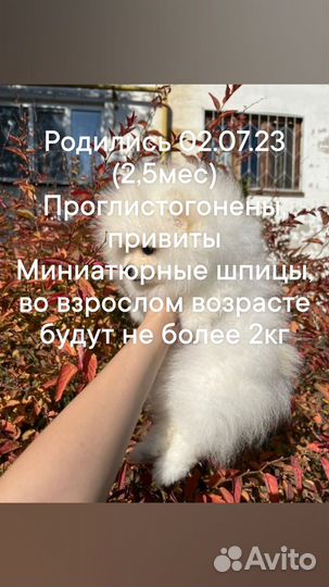 Щенки шпица мини