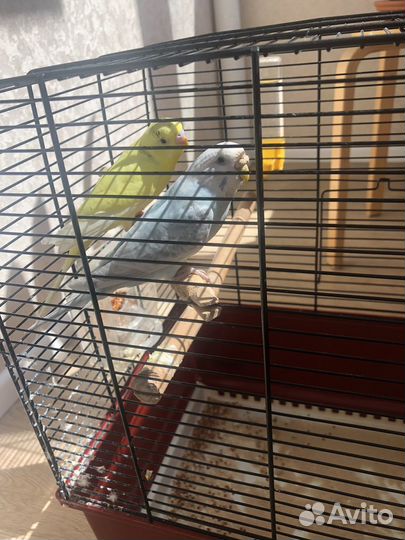 Волнистый попугай с клеткой
