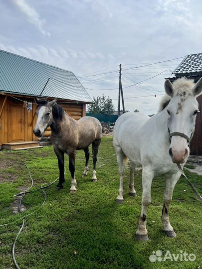 Продам годовалова жеребчика, ручной очень крупный