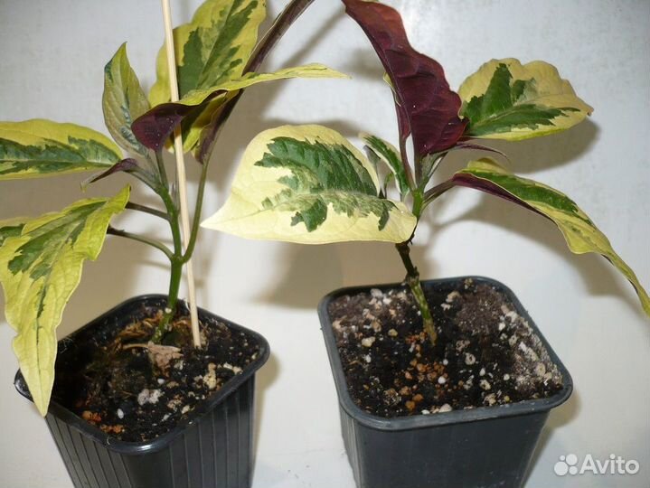 Редкие клеродендрумы