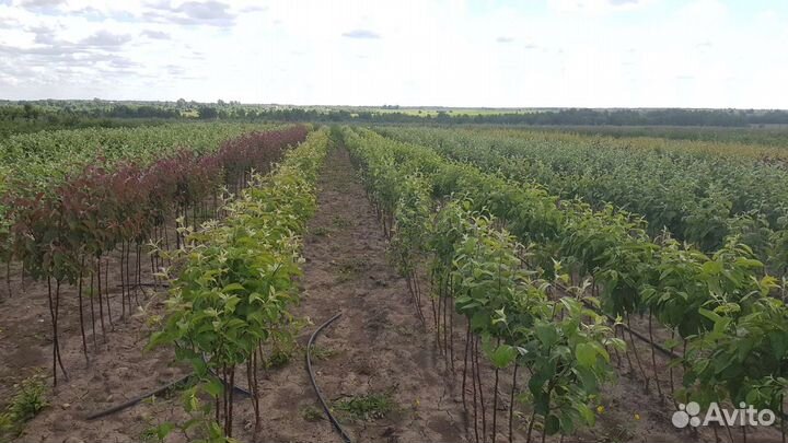 Саженцы плодовые и декоративные