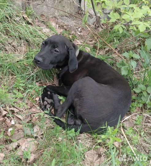 Найдена собака