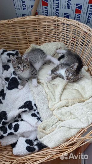 Кошки в добрые руки