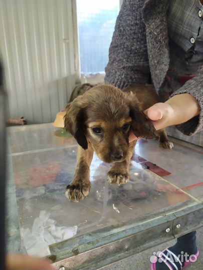 Щенки спаниеля