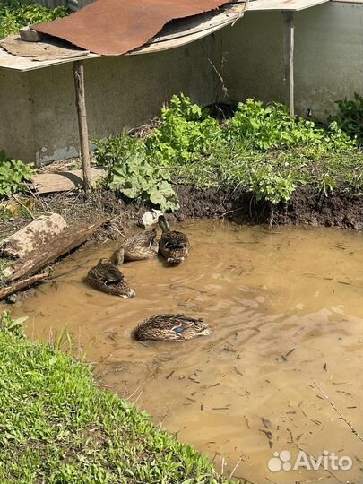 Подсадные утки