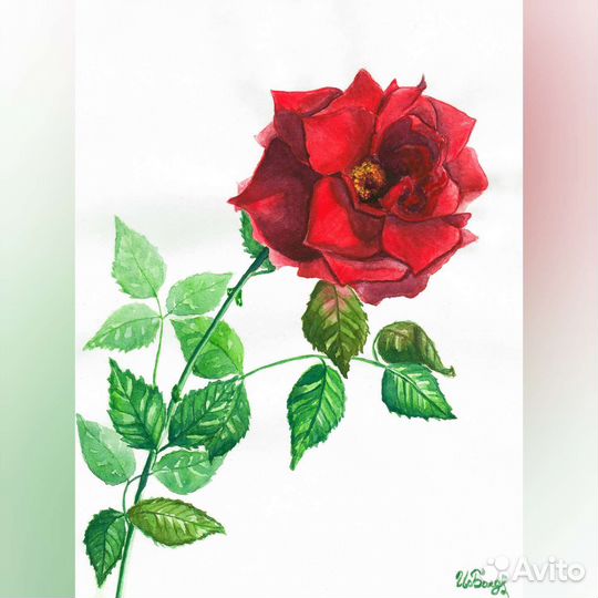 Цветы акварелью Ирис роза орхидея мак Картина