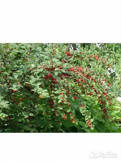 Войлочная вишня