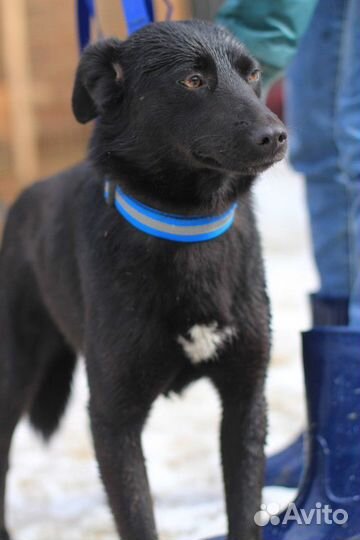 Поли ищет дом