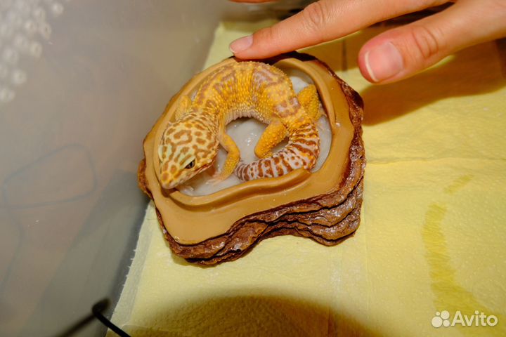 Геккон эублефар пара