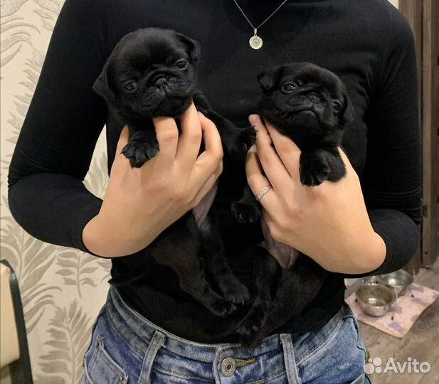 Щенки мопса