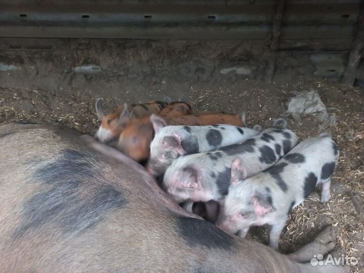 Поросята