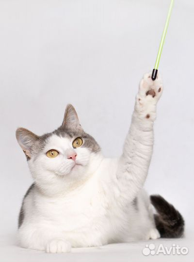 Молодая шотландская кошечка Лиза ищет дом