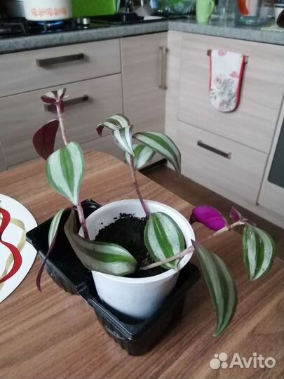 Зебрина, группа традесканций