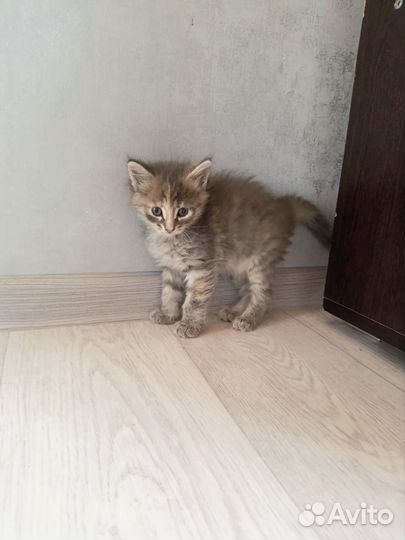 Котята мейн-кун
