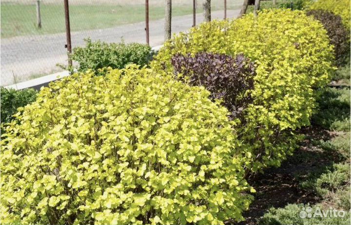 Пузыреплодник Дартс Голд