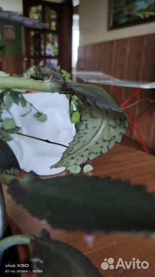 Каланхоэ орхидея лудизия