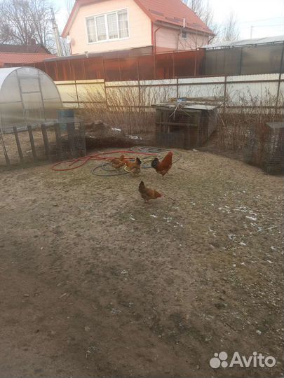 Инкубационное яйцо