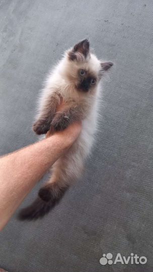 Кошки в добрые руки бесплатно