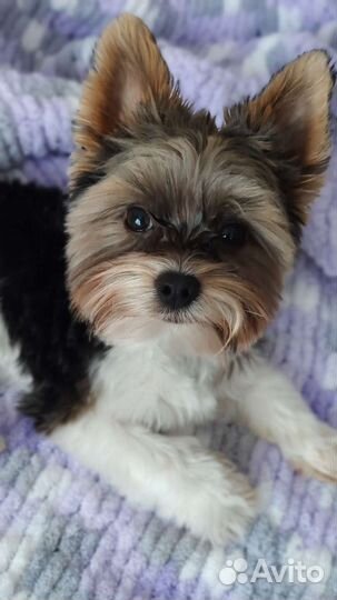 Вязка бивер