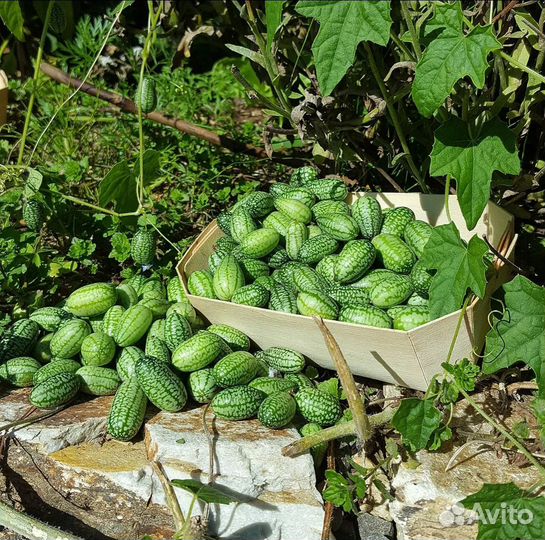 Рассада полосатики