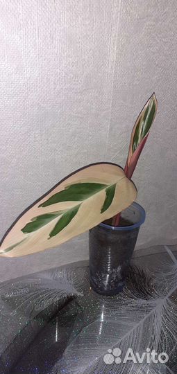 Строманта триколор