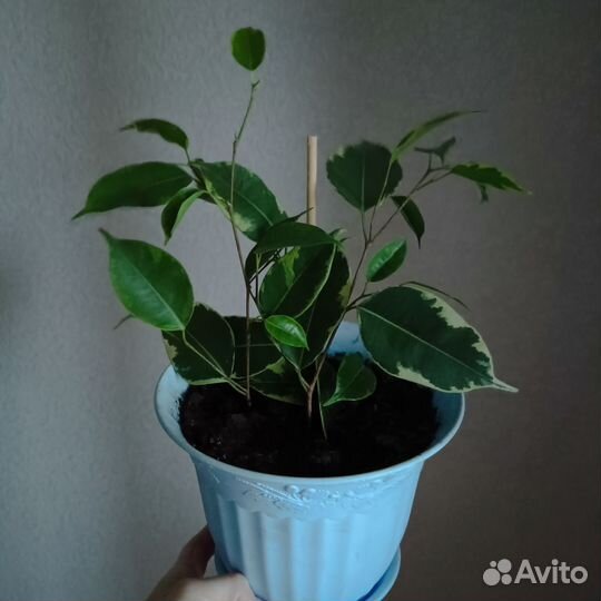 Фикус бенджамина пестролистный