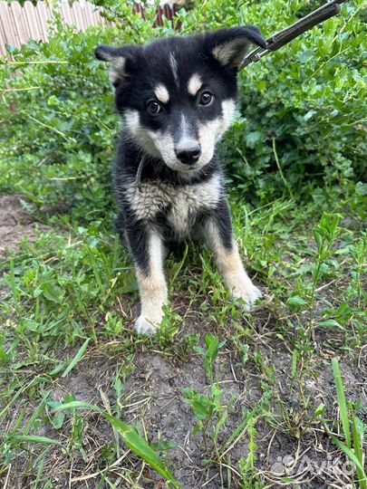 Собака щенок маленький мальчик