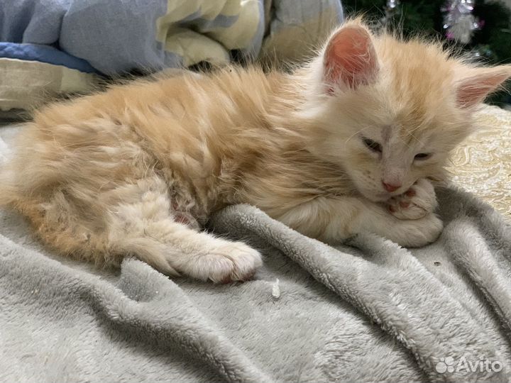 Котенок мейн-кун