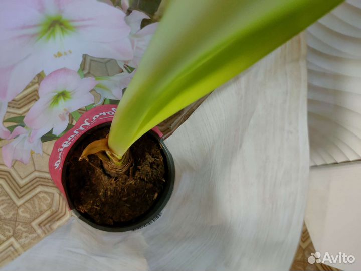 Гиппиаструм нежно розовый