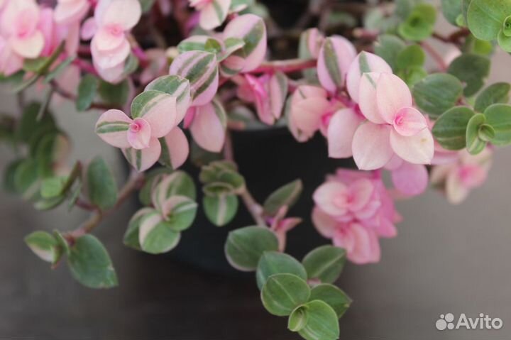 Сортовые традесканции срезом