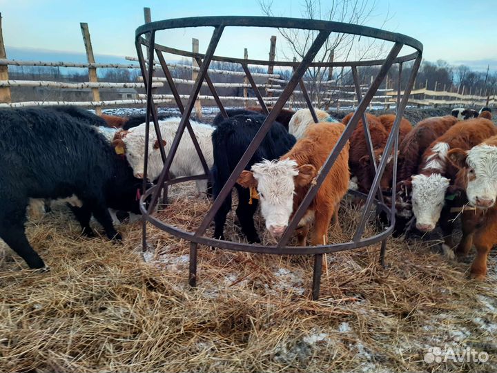 Бычки от 5 месяцев