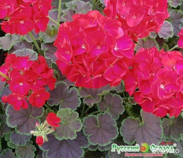 Пеларгонии