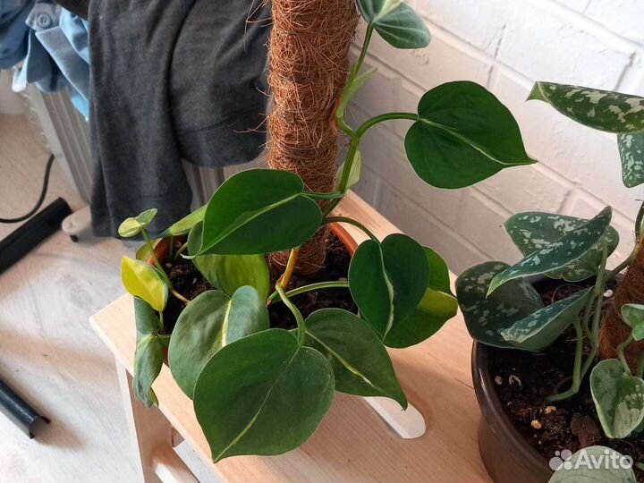 Эпипремнумы сортовые