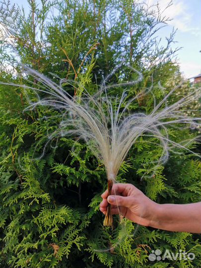 Стифа(волос ангела)