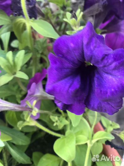 Продается рассда цветов и овощей